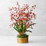 Lunar New Year Potted Orchid Arrangement