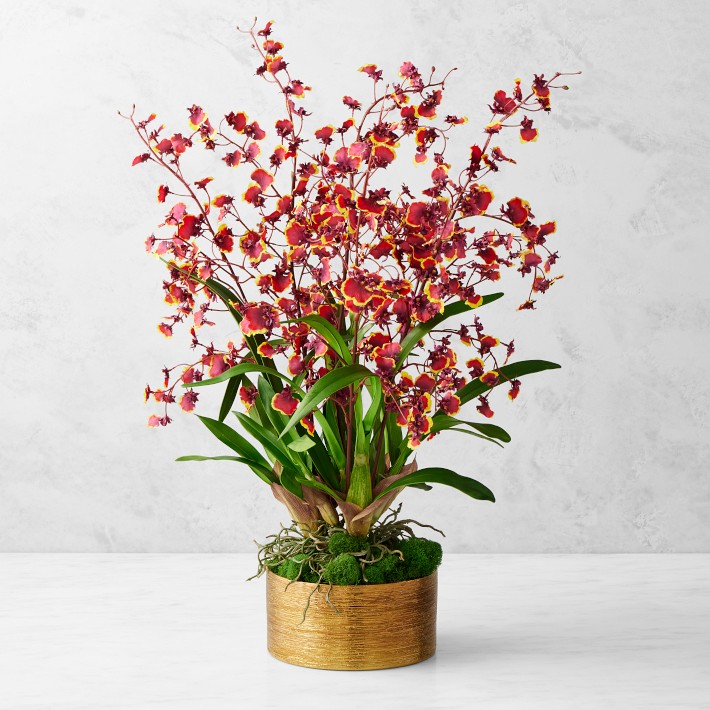 Lunar New Year Potted Orchid Arrangement