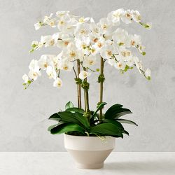 Jeff Leatham Real Touch Faux White Phalaenopsis Orchid in Tapered Bowl, 25"