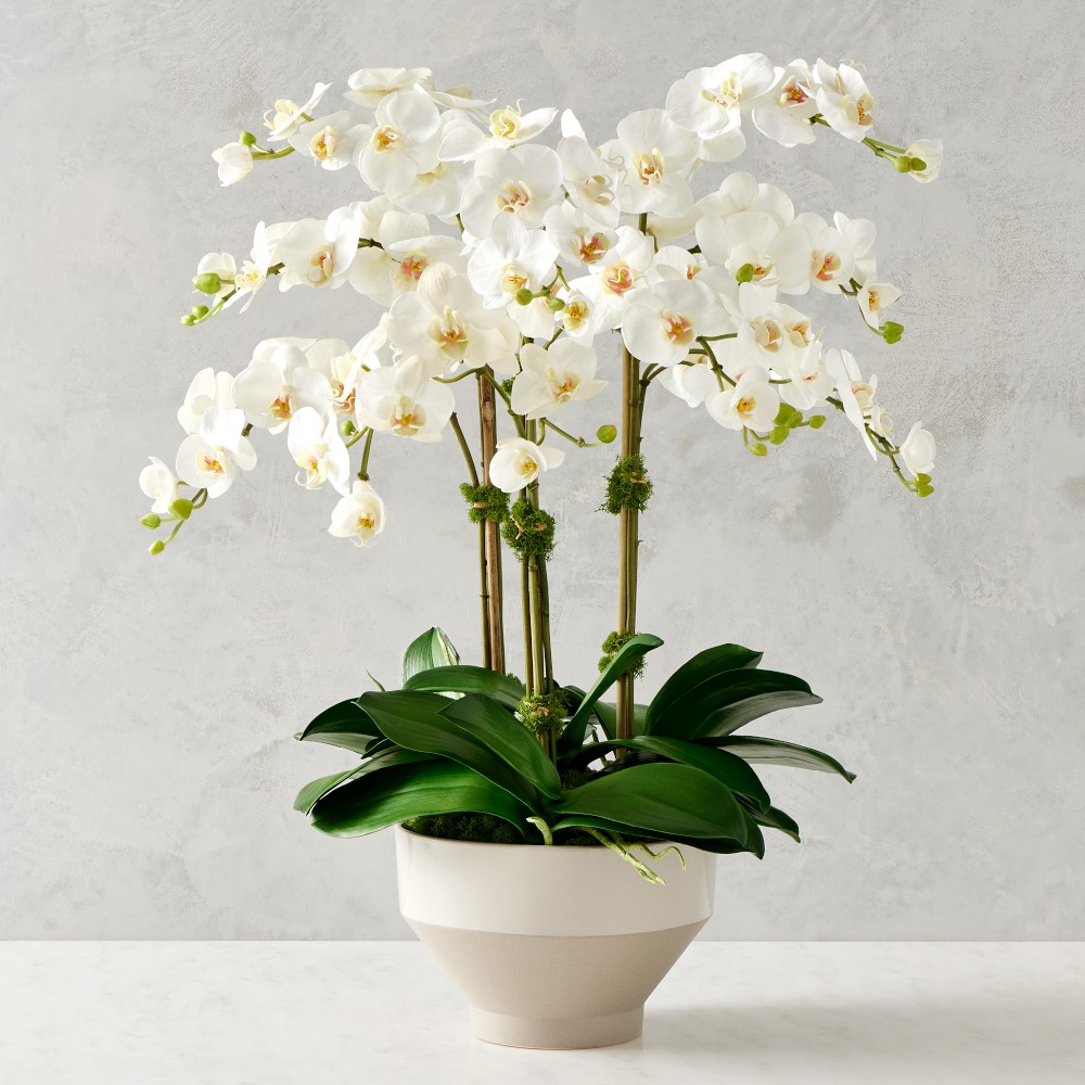 Jeff Leatham Real Touch Faux White Phalaenopsis Orchid in Tapered Bowl, 25"