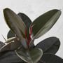 Live Burgundy Rubber Tree Floor Plant, 24&quot;