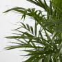 Live Cat Palm Tree, 40&quot;-47&quot;