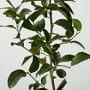 Semi Dwarf Live Lime Tree, 24&quot;-36&quot;