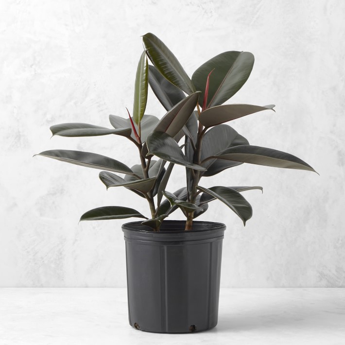 Live Burgundy Rubber Tree Floor Plant, 24"