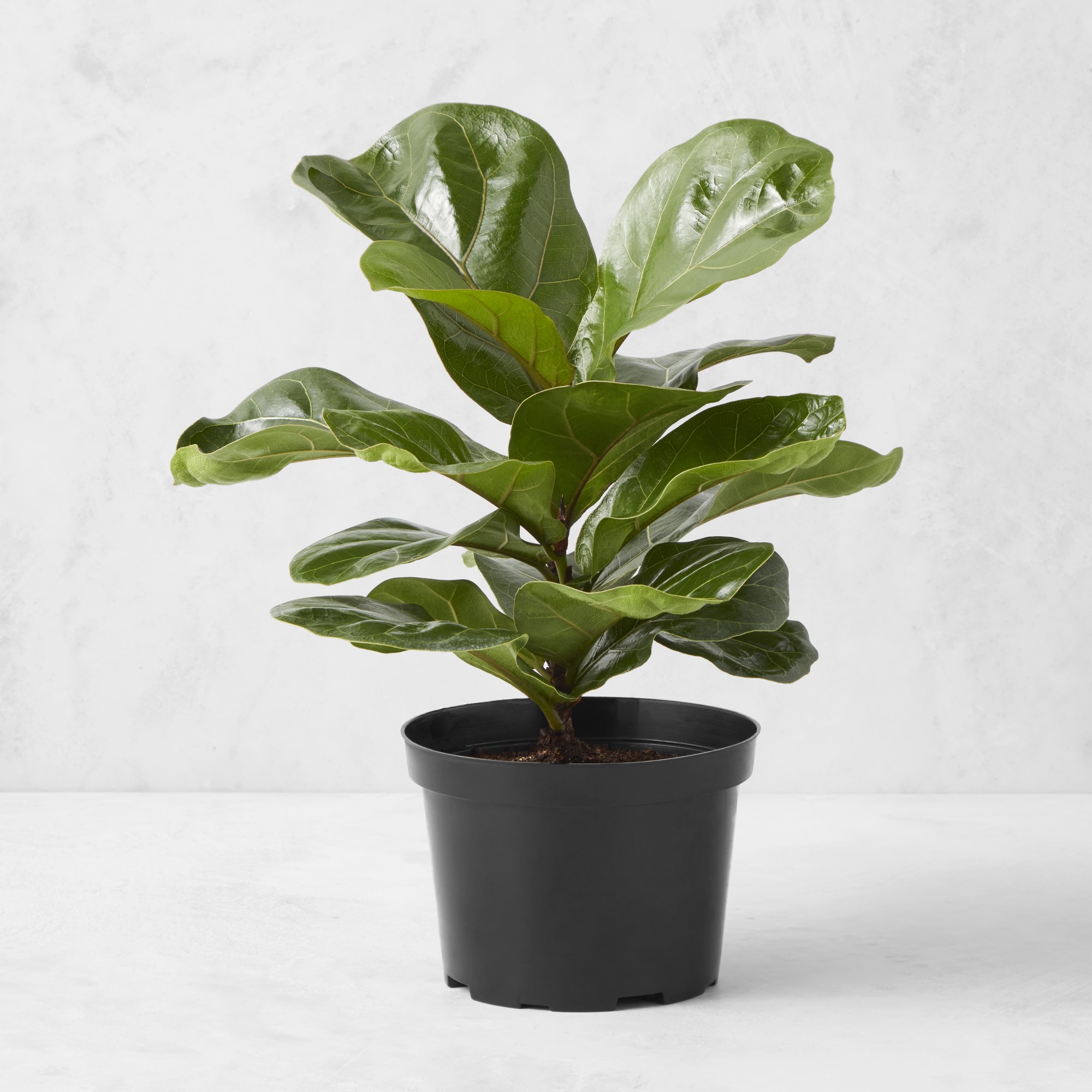 Live Fiddle Leaf Fig, 12"