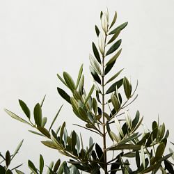 Live Alder &amp; Oak Dwarf Olive Tree, 3.5'