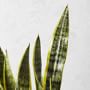 Live Snake Floor Plant, 27&quot;