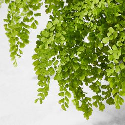 Live Maidenhair Fern House Plant, 18&quot;