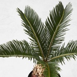 Live Sago Palm, 14&quot;
