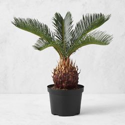 Live Sago Palm, 14"