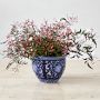 Blue &amp; White Ceramic Planter, Extra Small