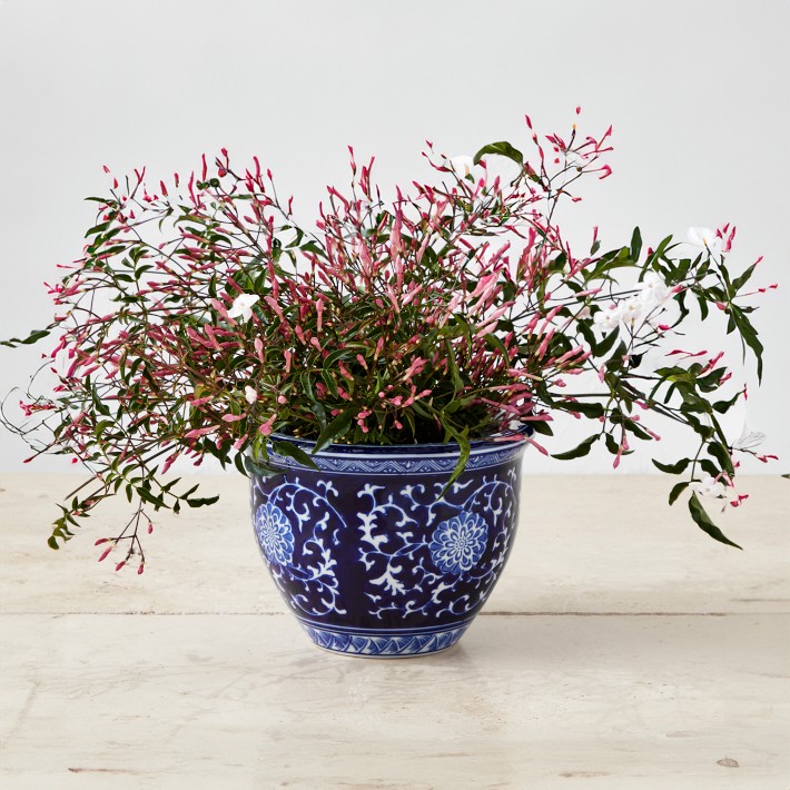 Blue &amp; White Ceramic Planter, Extra Small