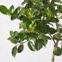 Alder &amp; Oak Gardenia Patio Tree, 3'