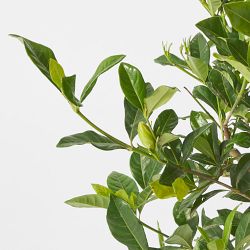 Alder &amp; Oak Gardenia Shrub, 36&quot;