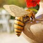 Bordallo Pinheiro The Meaning Vase with Bee