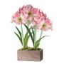 Fresh Pink &amp; White Amaryllis in Wooden Planter, 16&quot;-24&quot;