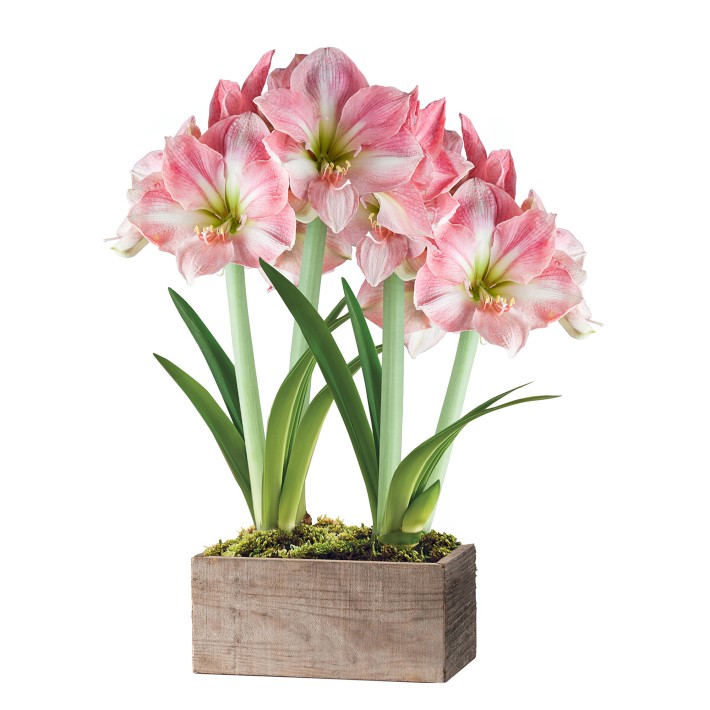 Fresh Pink &amp; White Amaryllis in Wooden Planter, 16&quot;-24&quot;