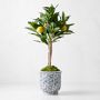 Limone Faux Lemon Topiary in Blue & White Pot, 10"