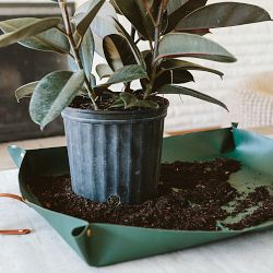 Famille Rose Herb Planter with Tray, Set of 3