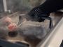 Video 1 for Weber Griddle G36 Liquid Propane Gas Grill