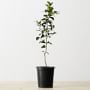Semi Dwarf Live Lime Tree, 24"-36"