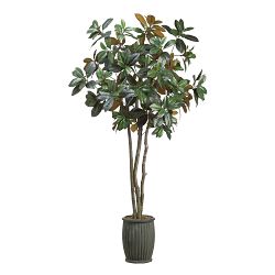 Faux Magnolia Tree in Fiber Cement Planter, 7'