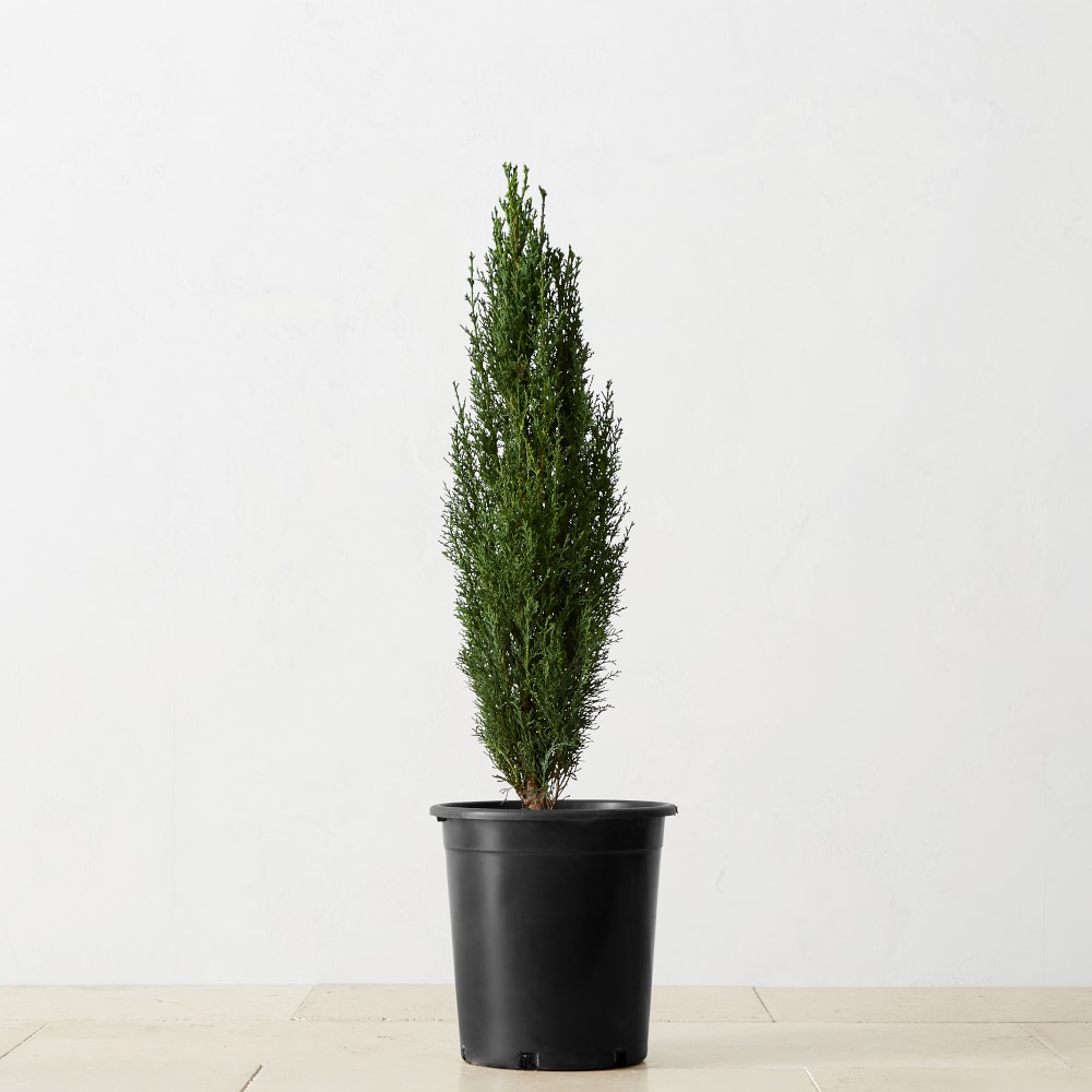 Live Alder & Oak Dwarf Italian Cypress, 6"