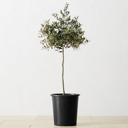 Live Alder & Oak Dwarf Olive Tree, 3.5'