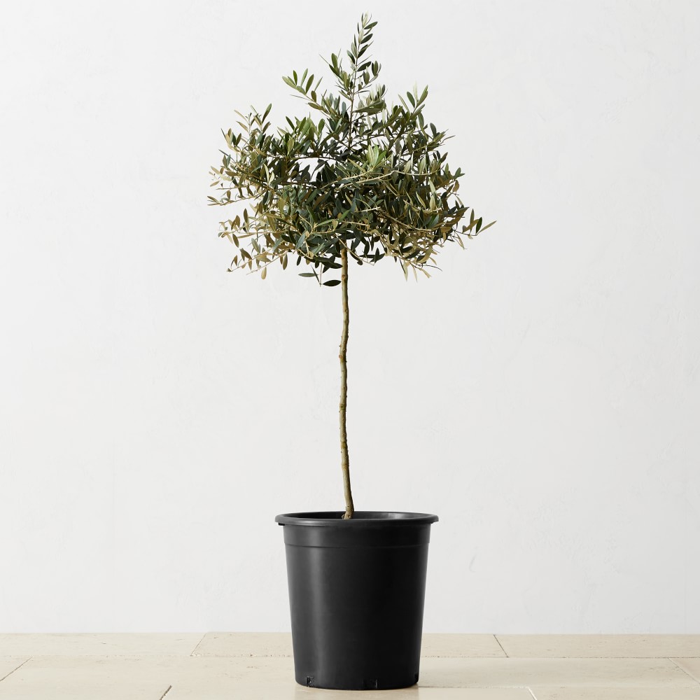 Live Alder & Oak Dwarf Olive Tree, 3.5'