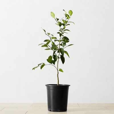 Semi Dwarf Owari Live Mandarin Tree, 24&quot;-36&quot;