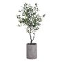 EVA Faux Ficus Tree in Cement Planter 6.5'