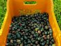 Video 4 for Colonna Extra Virgin Olive Oils