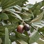 Faux Olive Branch