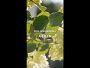 Video 1 for AERIN x Williams Sonoma Garden Bouquet Dinnerware Collection