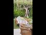 Video 2 for AERIN x Williams Sonoma Garden Bouquet Dinnerware Collection