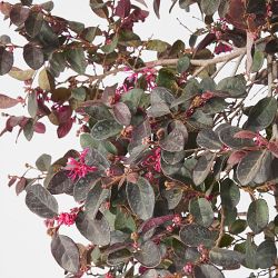 Alder &amp; Oak Chinese Fringe Flower Column, 30&quot;-36&quot;