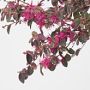Alder &amp; Oak Chinese Fringe Flower Patio Tree, 18&quot;-24&quot;