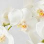 Faux Orchid Arrangement in Slim Vase