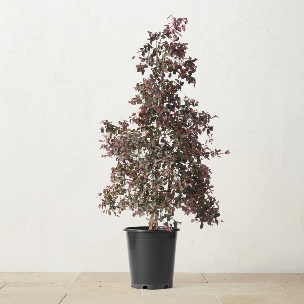 Alder & Oak Chinese Fringe Flower Column, 30"-36"