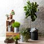 Live Fiddle Leaf Tree, 22&quot;
