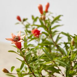 Live Dwarf Pomegranate Bonsai, 11&quot;