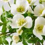 AERIN x Williams Sonoma Real Touch Faux White Hellebores Arrangement in Glass Vase