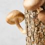 Shiitake Mushroom Log Kit