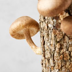 Shiitake Mushroom Log Kit