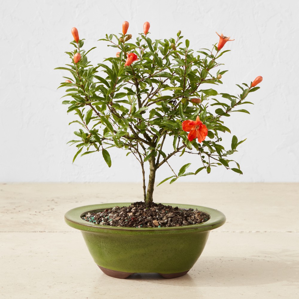 Live Dwarf Pomegranate Bonsai, 11"