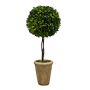 Preserved Boxwood Ball Topiary, 24"
