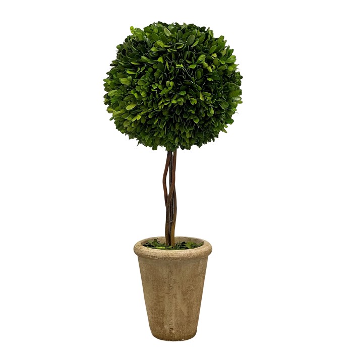 Preserved Boxwood Ball Topiary, 24"