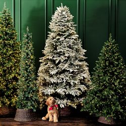 Balsam Hill Most Realistic Frosted Balsam Fir Faux Tree, 7.5'-9'