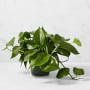 Live Pothos House Plant, 9"