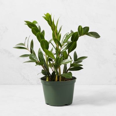 Live ZZ House Plant, 18"
